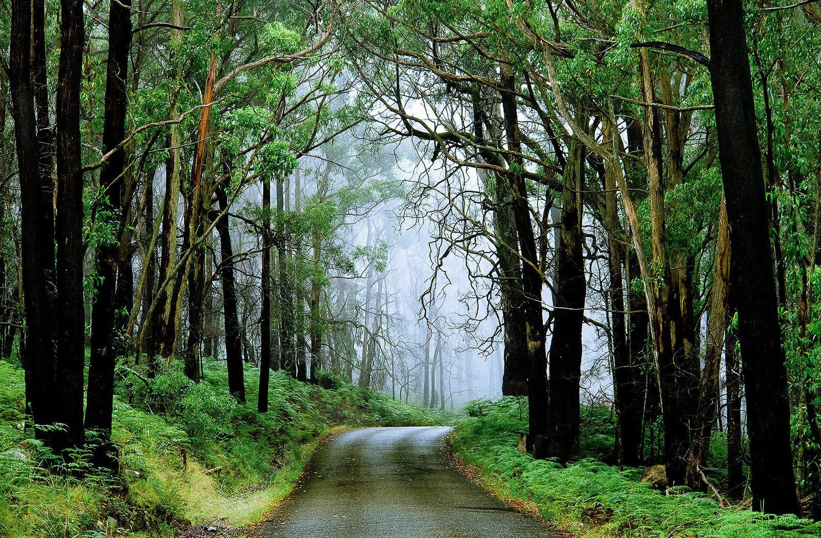forest-roads (2)