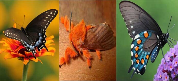 butterflies-moths-before-after